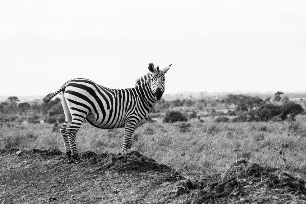 Wild Life